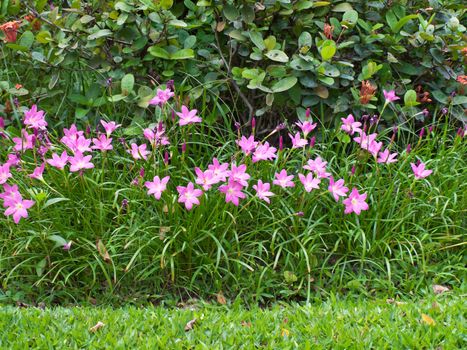 Fairy Lily(Zephyranthes rosea, know as Rain Lily) blooming in rainy season with plant in garden