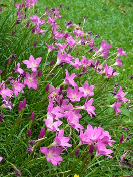 Fairy Lily(Zephyranthes rosea, know as Rain Lily) blooming in rainy season