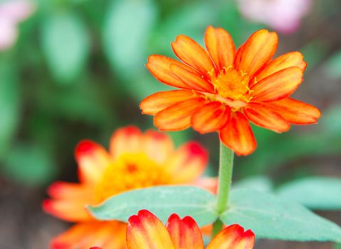 close-up of orange Zinnia flower in the garden