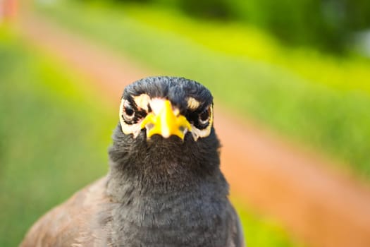 Starlings bird