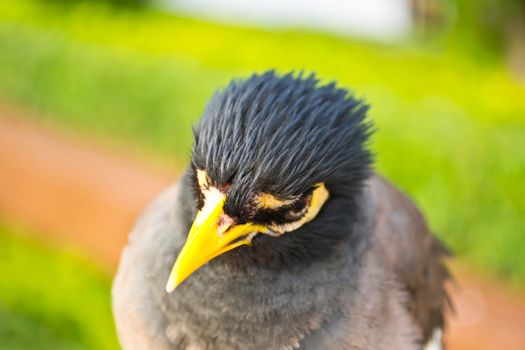 Starlings bird