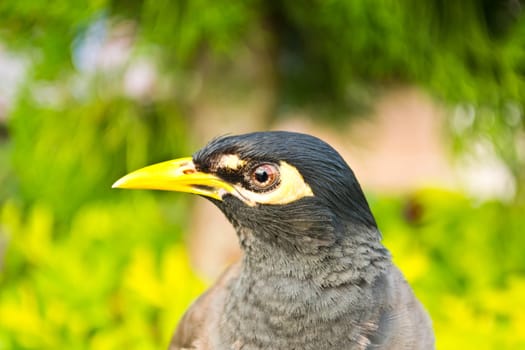 Starlings bird