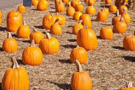 In the United States, the carved pumpkin was first associated with the harvest season in general, long before it became an emblem of Halloween.