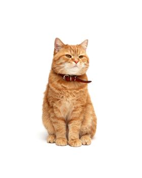 Ordinary domestic ginger cat on white background