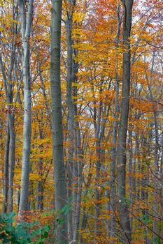 Autumn forest with colorful leaves