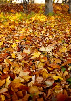 Fallen autumn leaves in the park