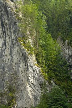 Forest and cliffs in the mountains of Transylvania