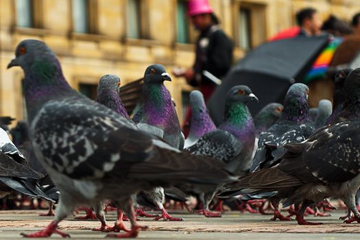 Pigeons in the Plaza de Bolivar in Bogota, Colombia.