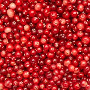 Many small ripe cranberries as a texture