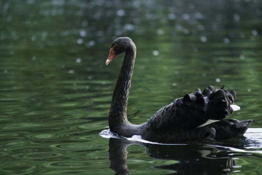 Black Swan swimming in a pond