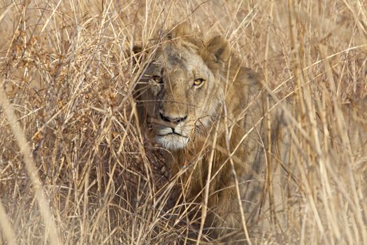 Wild lion in the African Savannah, Tanzania