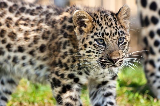 Close up of Cute Baby Amur Leopard Cub Panthera Pardus Orientalis