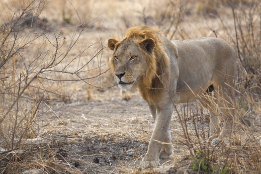 Wild lion in the African Savannah, Tanzania