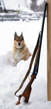 Hunting dog with a gun near�. Winter 