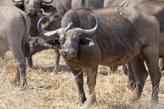 Wild African Buffalo with yellow-billed oxpecker in the Savannah