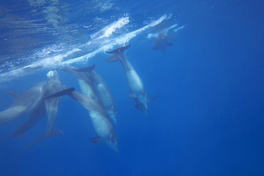 Wild Dolphins swimming in blue ocean in Zanzibar