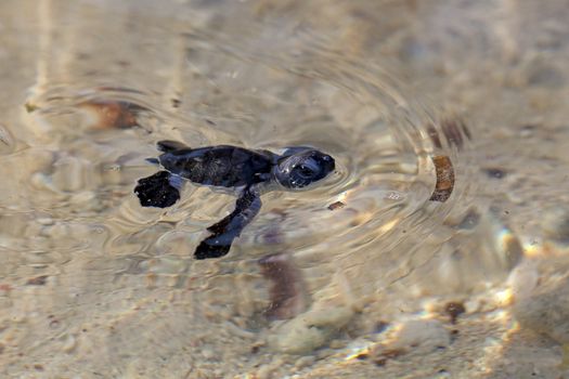 Green Sea Turtle Hatchling making its first steps from the beach to the sea