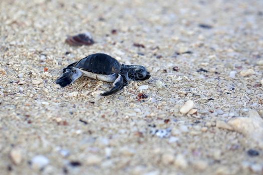 Green Sea Turtle Hatchling making its first steps from the beach to the sea