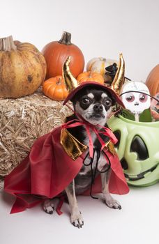 Cute chihuahua dressed in devil costume for halloween