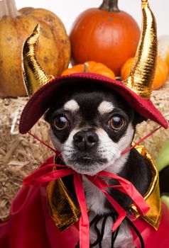 Cute chihuahua dressed in devil costume for halloween