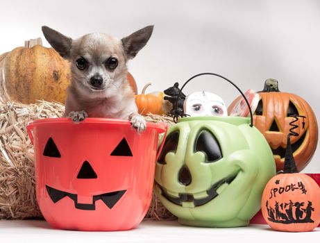 Cute photo of tina tan chihuahua inside a pumpkin candy bucket with Halloween candy and pumpkins