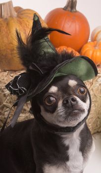 Cute chihuahua dressed in green witch hat for halloween. Surrounded by halloween pumpkins and candy.