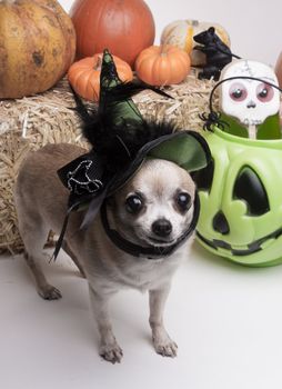 Cute chihuahua dressed in green witch hat for halloween. Surrounded by halloween pumpkins and candy.