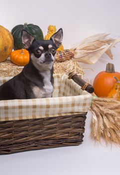 Cute tan and brown chihuahua inside harvest basket with pumpkins, Indian Corn, wheat stalks, and hay stack. On white background