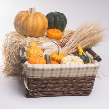 Basket with pumkins, gourds, acorn squash,  Indian Corn, and wheat stalks.  Isolated on white background with light shadow