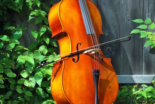 Cello standing outside by a practice room shed.