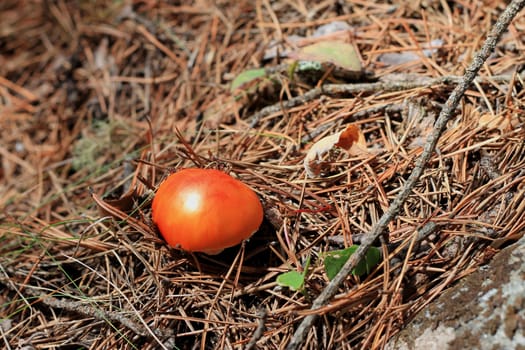 Red poisoned mushroom growing in the summer forest