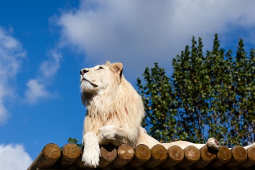 White Lion on Wooden Platform Looking Up at Blue Sky Panthera Leo