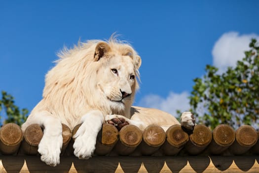 White Lion on Wooden Platform in the Sunshine Panthera Leo