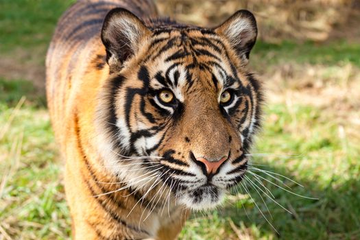 Close up of Sumatran Tiger in Afternoon Sunshine Panthera Tigris Sumatrae