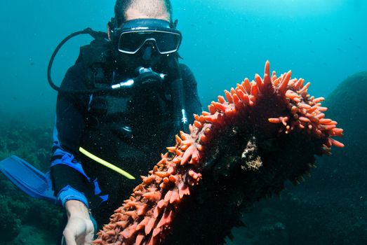 Scuba diver holding up a spiny sea cucumber (Holothuroidea)