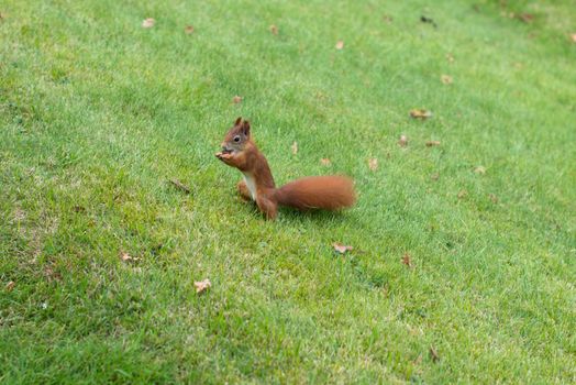 Red Squirrel eating hazelnuts on a meadow in autumn