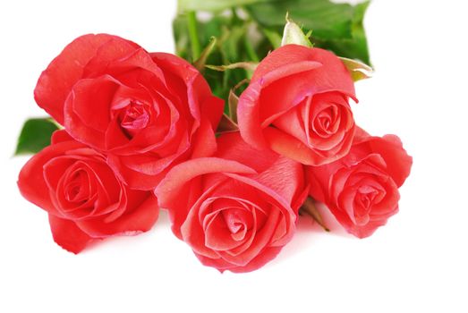 Red roses isolated on white