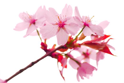 Sakura spring blossoms over white