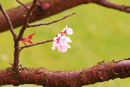 Sakura spring blossoms, shallow DOF