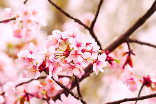 Sakura spring blossoms, shallow DOF