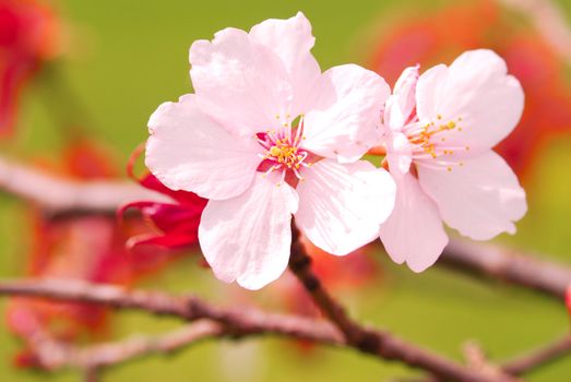 Sakura spring blossoms, shallow DOF