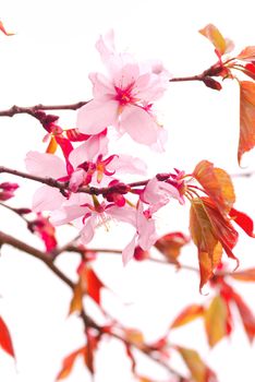 Sakura spring blossoms over white