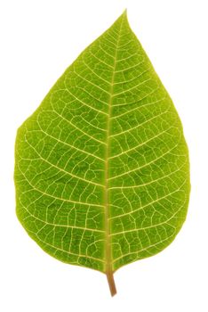 Leaf isolated on white background