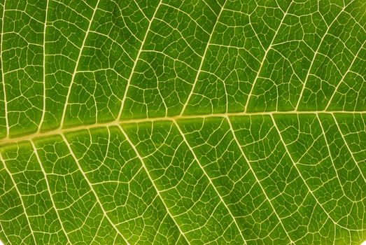 Leaf texture close up background