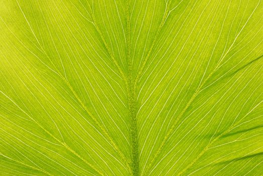 Leaf texture close up background