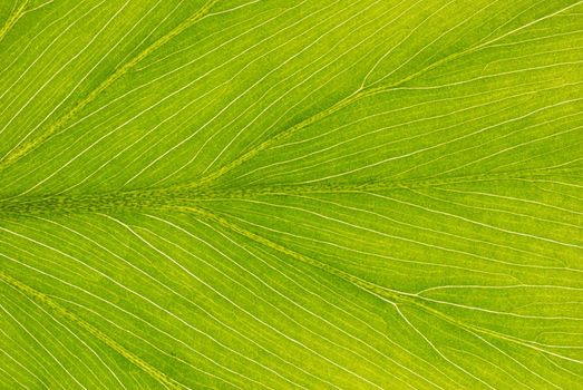 Leaf texture close up background