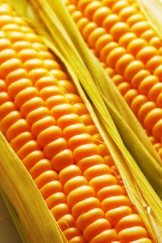 Freshly harvested corn, close up. 