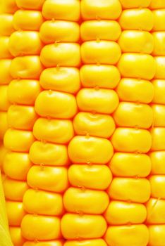 Freshly harvested corn, close up. 