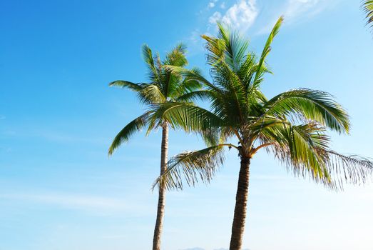 Two palms against blue sky