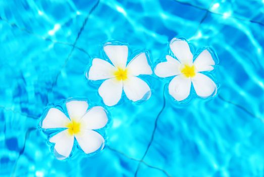 Frangipani flowers floating in tropical pool